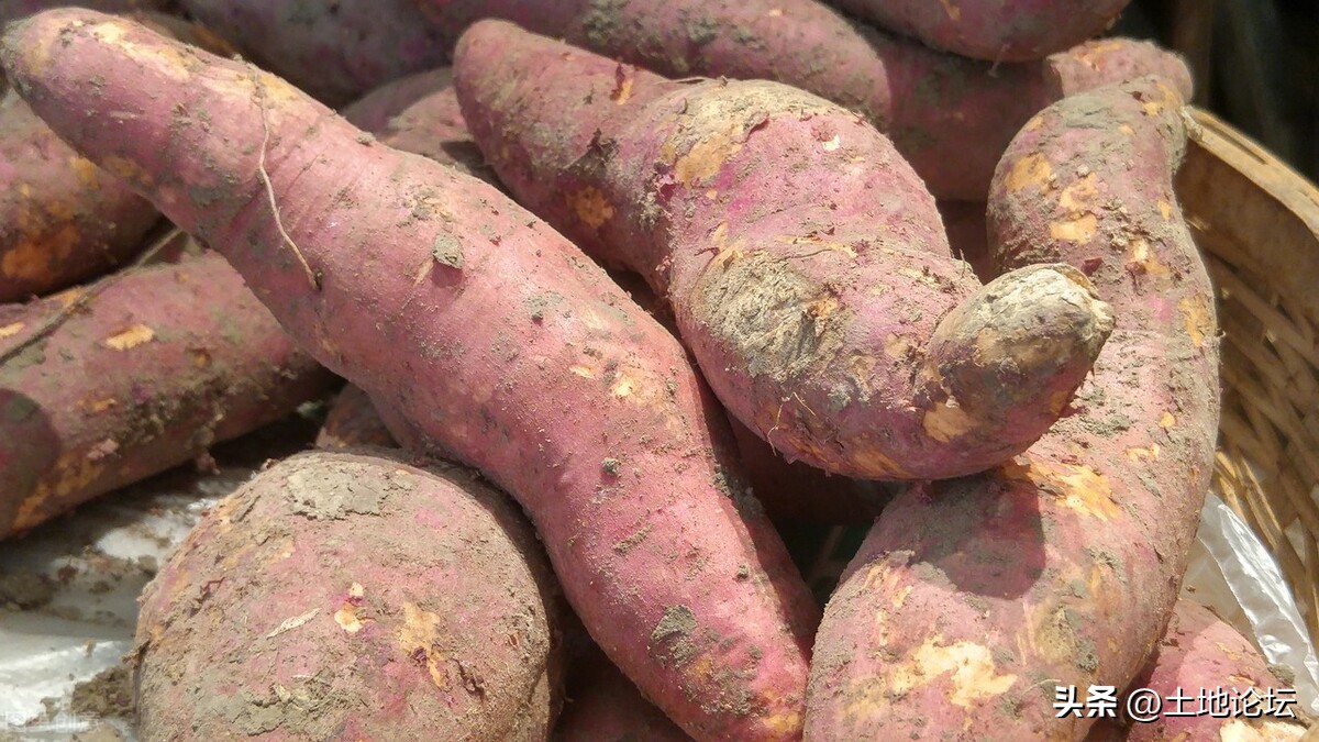 2022年红薯最新行情：多少钱一斤？怎样判断红薯可以挖了？