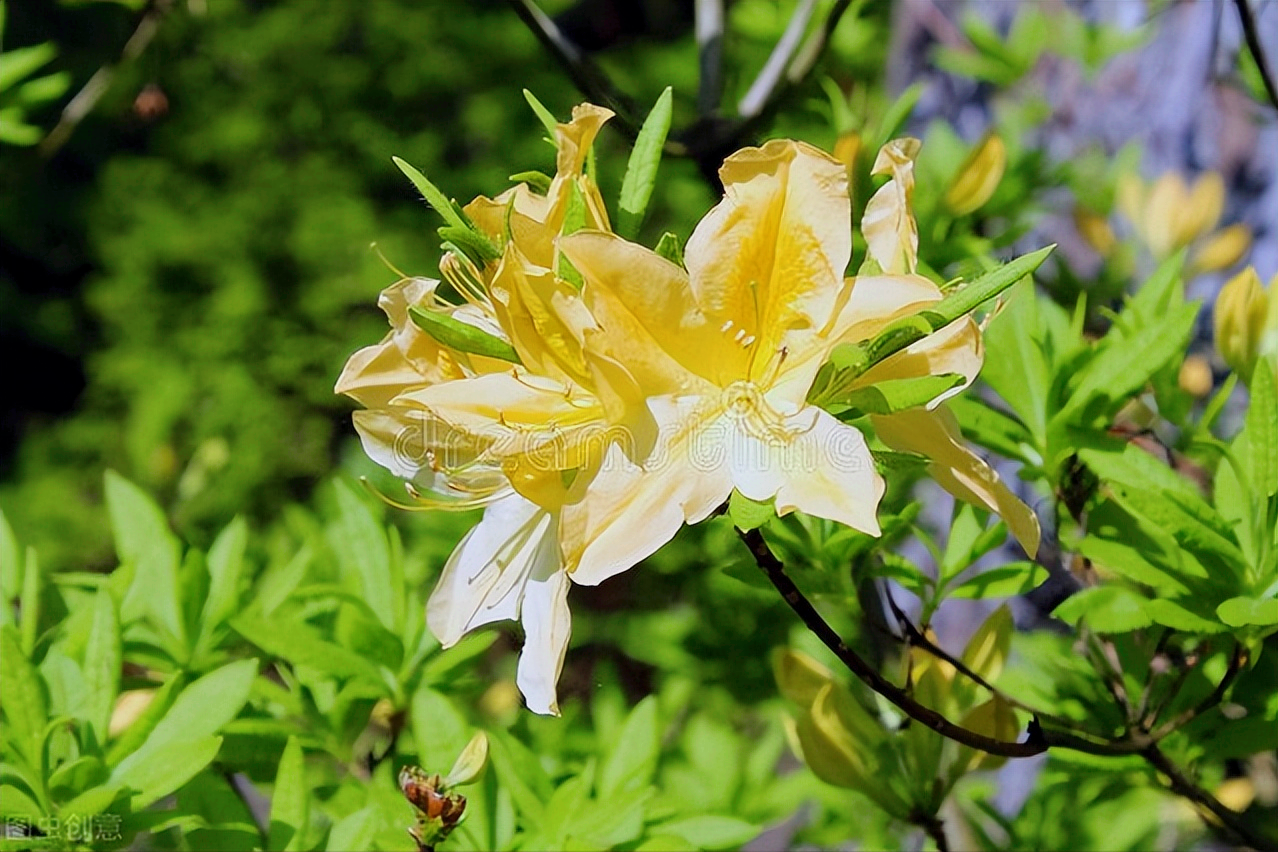 一花一深爱，心中一束花，人生一份爱，相恋一真情，思念永不老