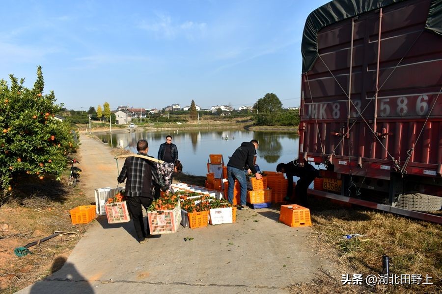 见证一个柑橘产业大村——鸦鹊岭镇云台村回访小记