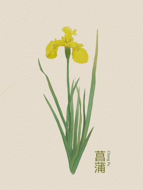 记性不好、记忆力差？简单四味药泡水喝，心肾相交，增强记忆力