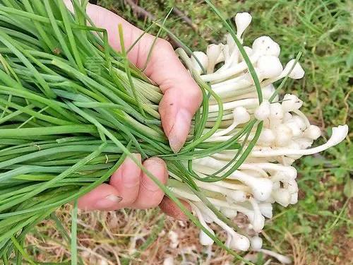 名为"小根蒜",其鳞茎是中药上的"薤白",但薤白的来源不单是小野蒜,薤