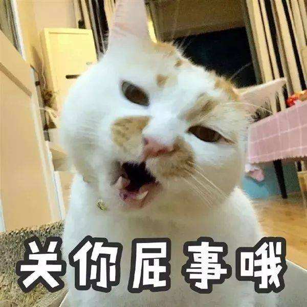 猫咪取名讲究多？这些网友家的猫名字笑喷我了