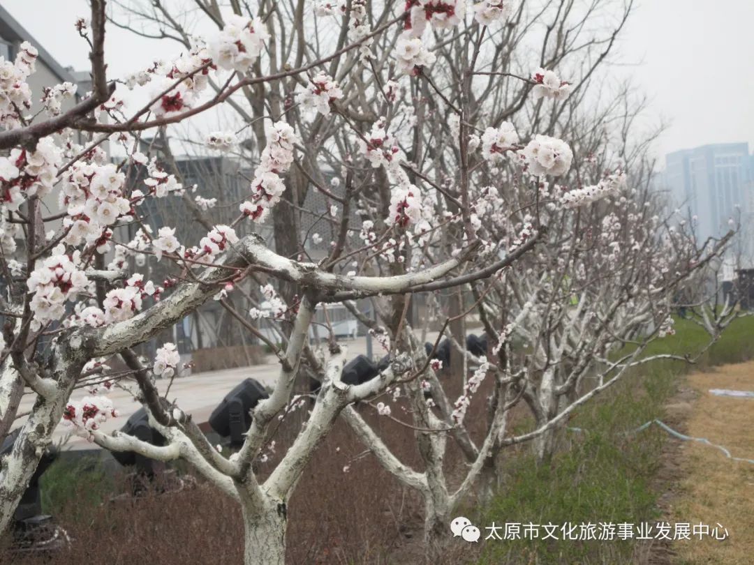 线上展览|“山河春意 锦绣太原——花的世界”主题摄影线上图片展（二十一）