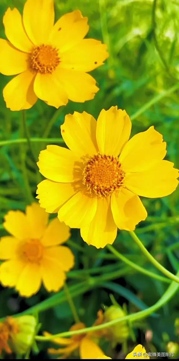 赞美花开放的优美句子发朋友圈「赞美花开放的优美句子」_爱阅读