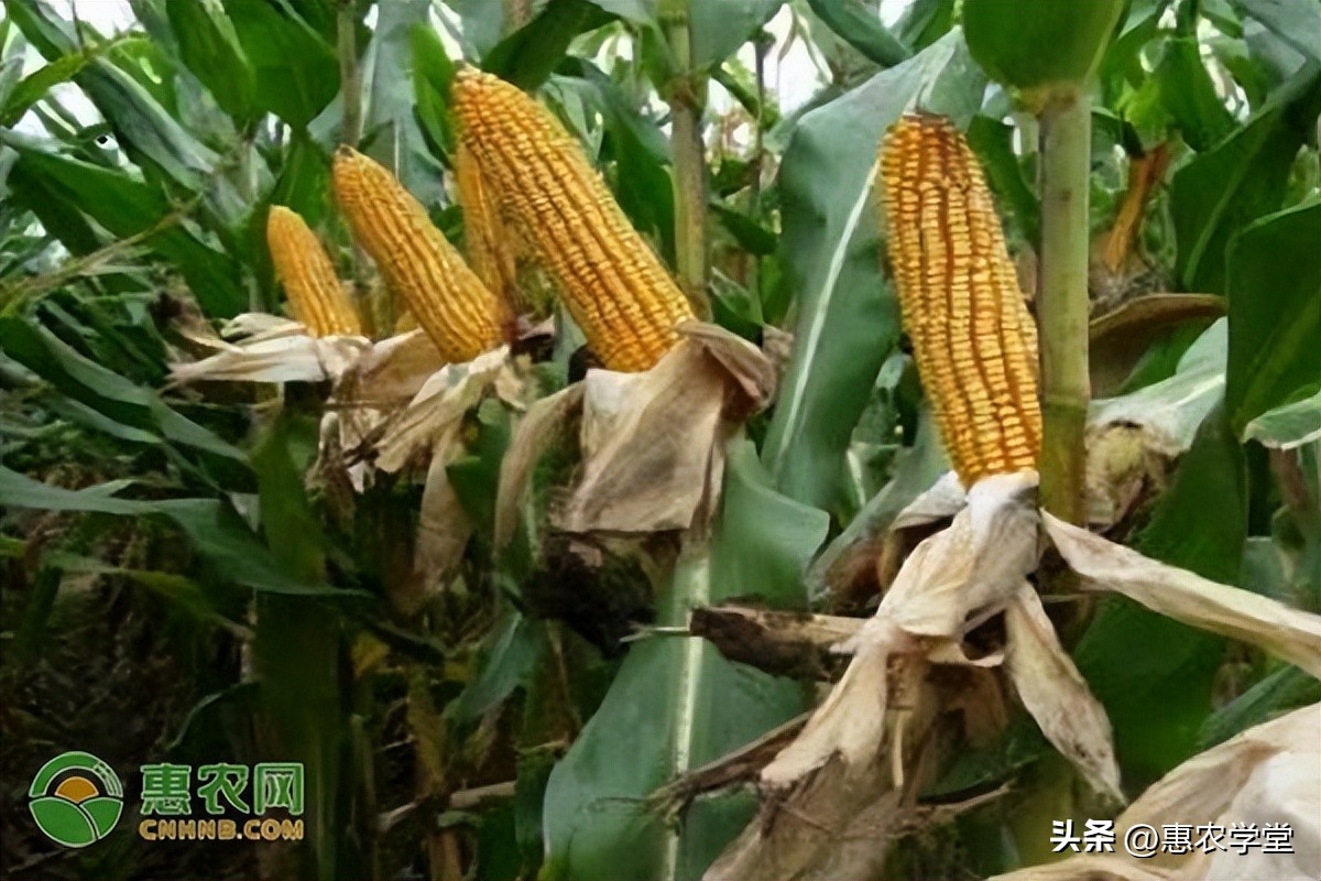 目前玉米价格多少钱一斤？冬种玉米选什么品种好？