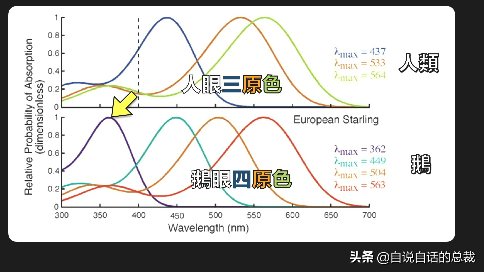 为什么动物都怕鹅？有鹅的地方没有蛇？大鹅的真实面貌超出你想象