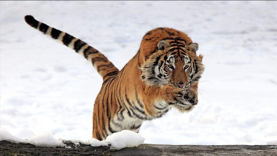 猛兽动态图片(世界上最凶猛的老虎排名，东北虎屈居第二，第一名凶狠无比)