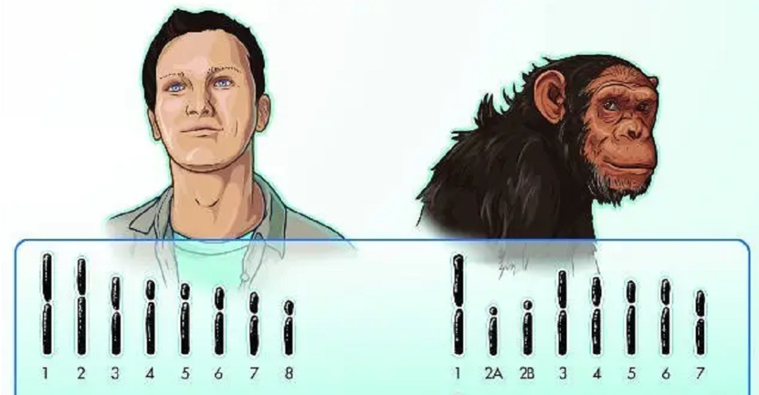 一只黑猩猩基因突变,基因相似度与人类只差1.2%,差点"变成人"