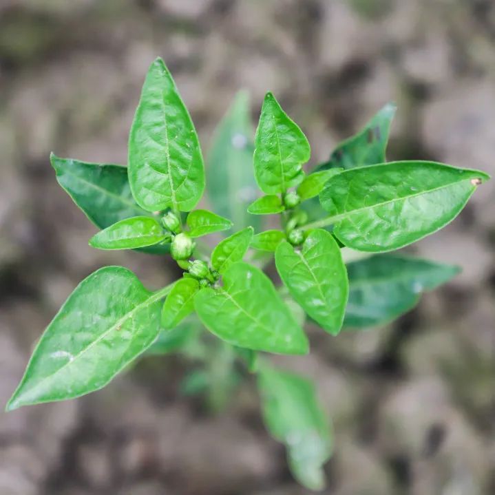 「责任教育 劳动课程」成都市双流区黄甲小学开发特色劳动种植课程