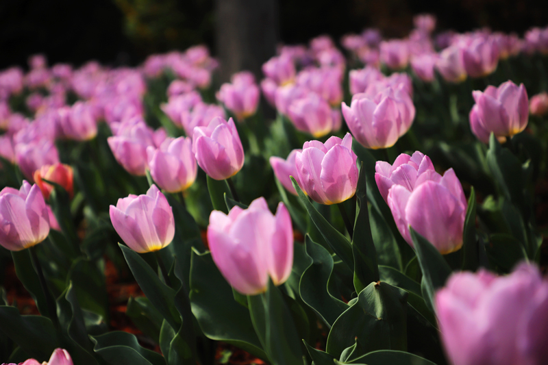 �������� | ��������·������������