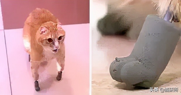 警惕猫咪冬季冻伤！急救指南在这里…