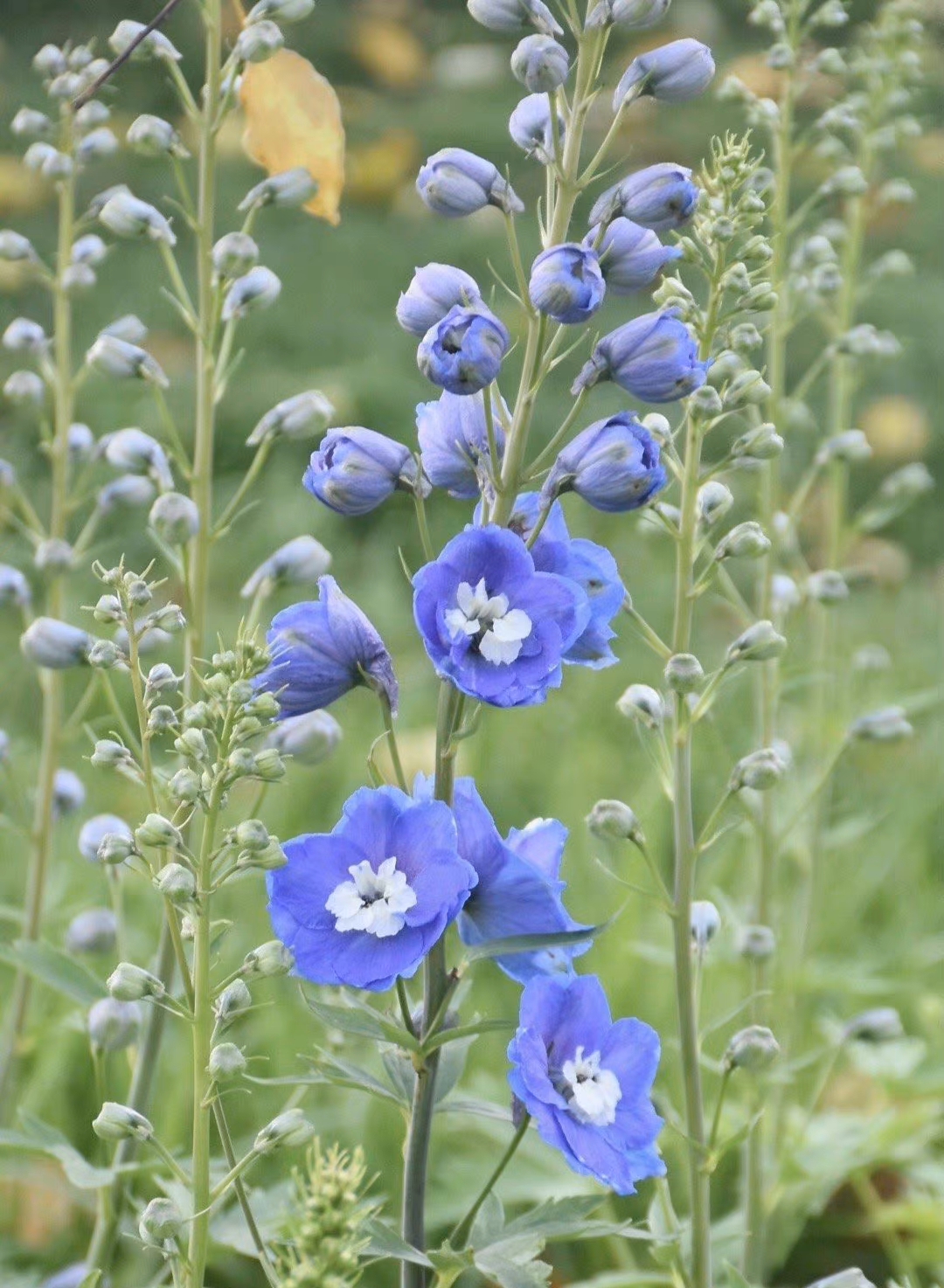 花势繁茂 生机勃勃 从春到秋花开 因此得名 也叫 日日春 天天看点