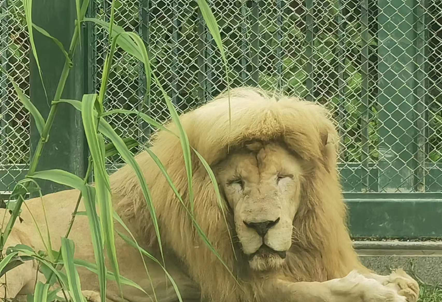 廣州動物園獅子留了個齊劉海,竟是自己弄的?百獸之王也有冷知識