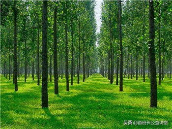 绿地苗木老化的发生原因及养护对策