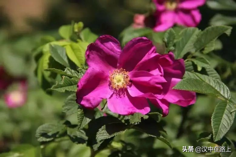 漢中濱江新區(qū)金牛路——“月季大道”上線了