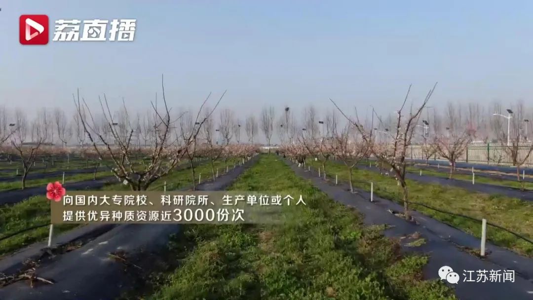 20年坚守三代人奋斗，这群&ldquo;最懂梅花的人&rdquo;，终于开出最美的花