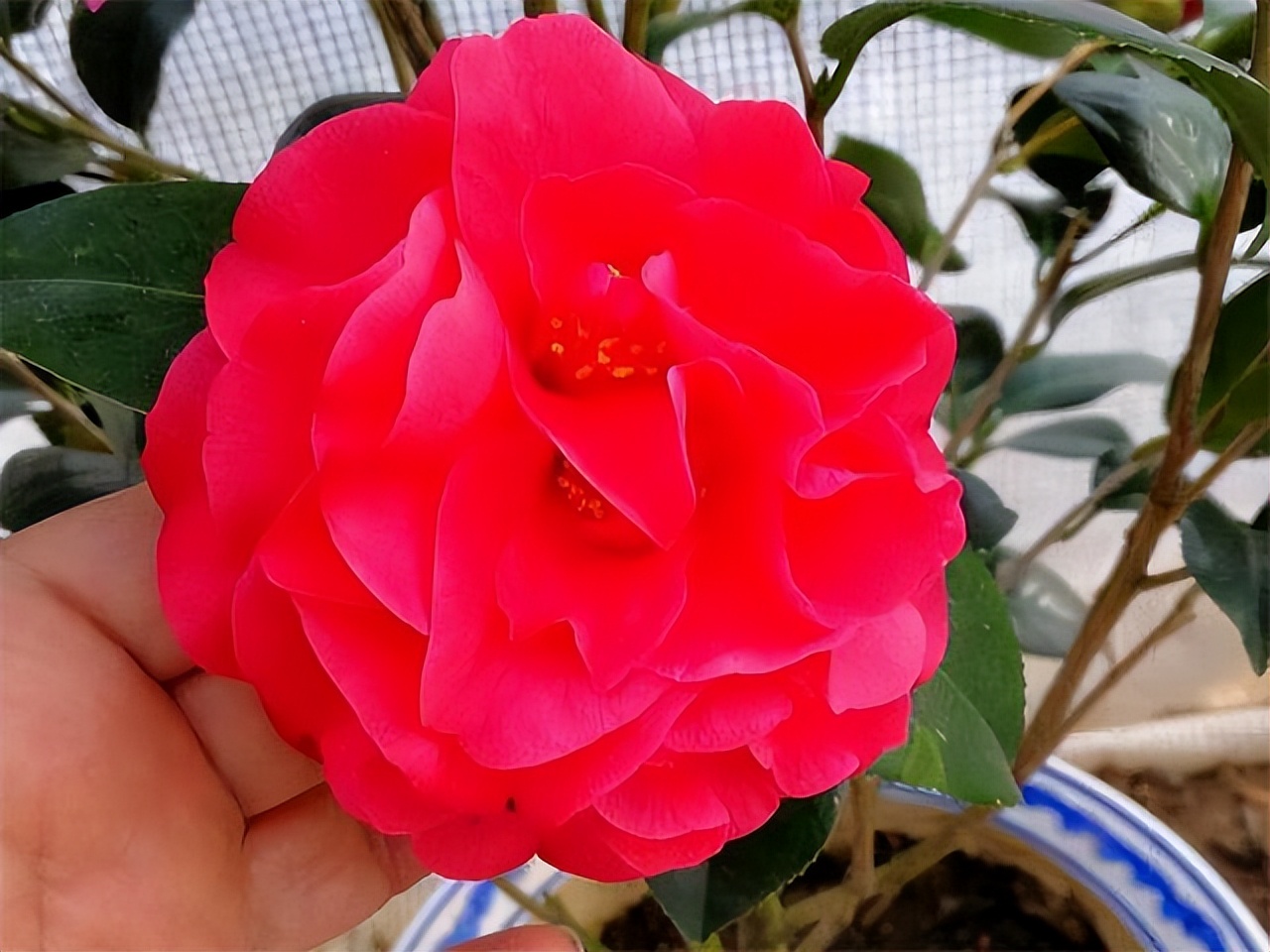 曾一株難求的 紅茶花之王 現在實惠平價 耐寒耐熱好打理 Me前沿