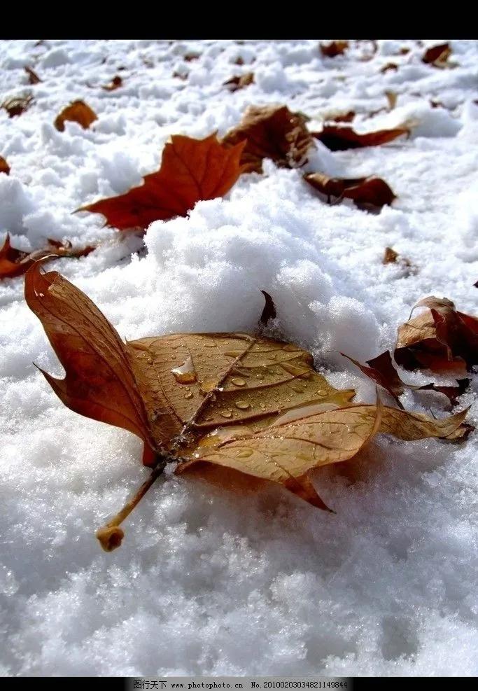 七律•《雪中落叶的思念》