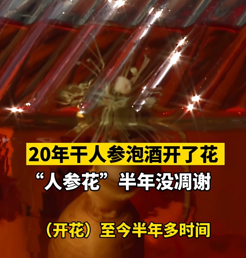 20年干人参泡酒却开了花，半年没凋谢，网友：快喝