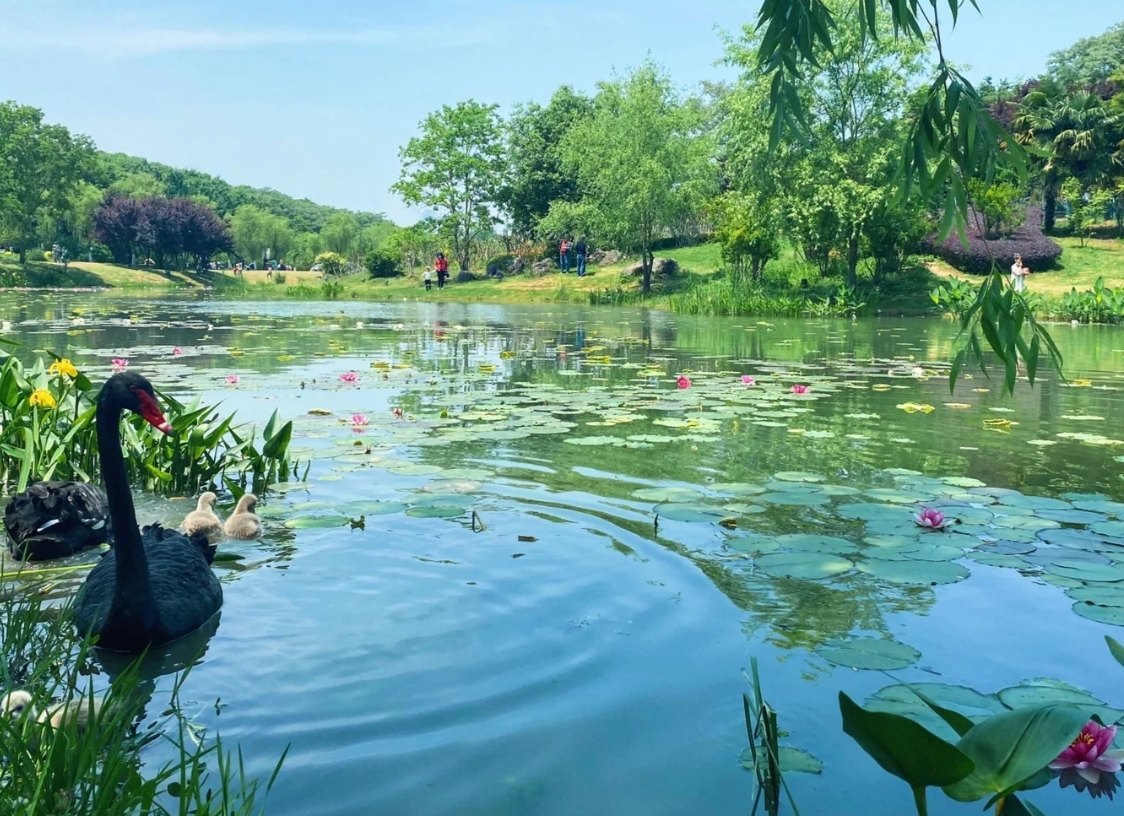 南京夏日的宝藏美景,常有人忘记,地铁2号线可达,美如童话世界