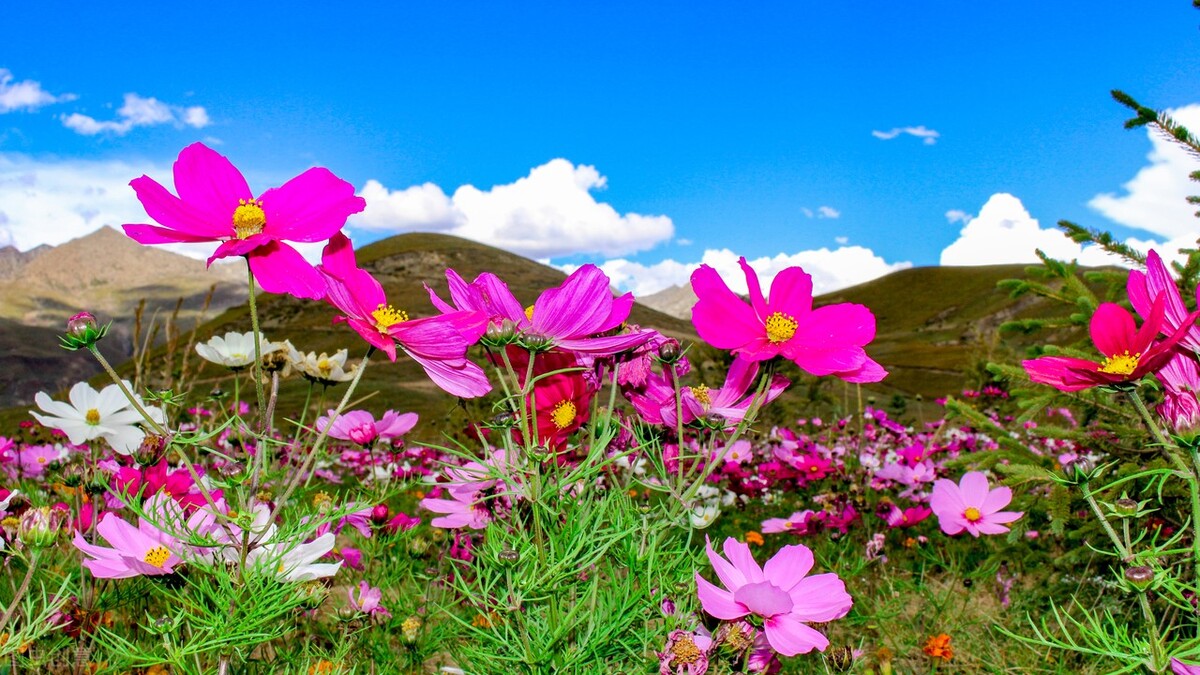 盛夏时节的花海秘境，一起奔赴四川的草原花海，夏日清新感十足