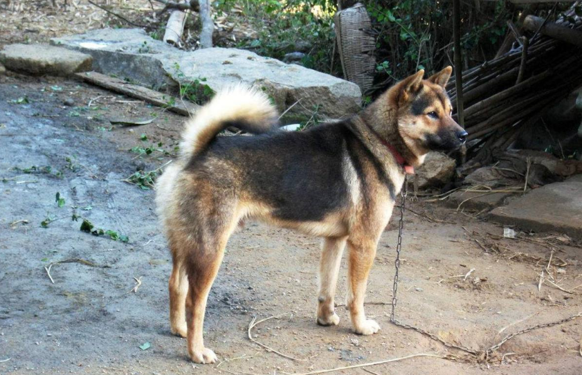 土狗三大品系划分,你儿时记忆是哪种?