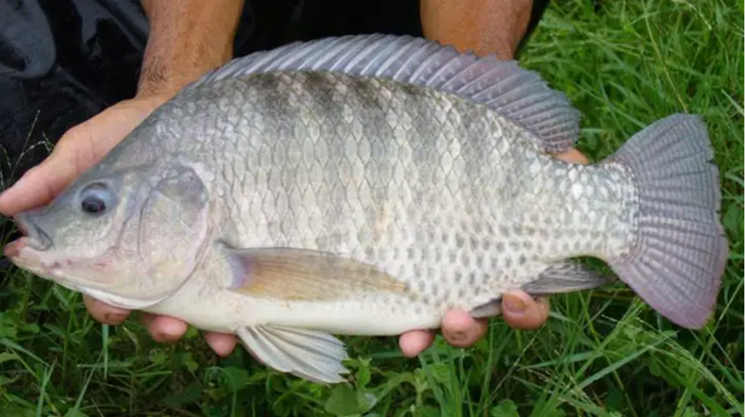 台湾省人民将雄性尼罗罗非鱼和雌性莫桑比克罗非鱼杂交后获得新的品种