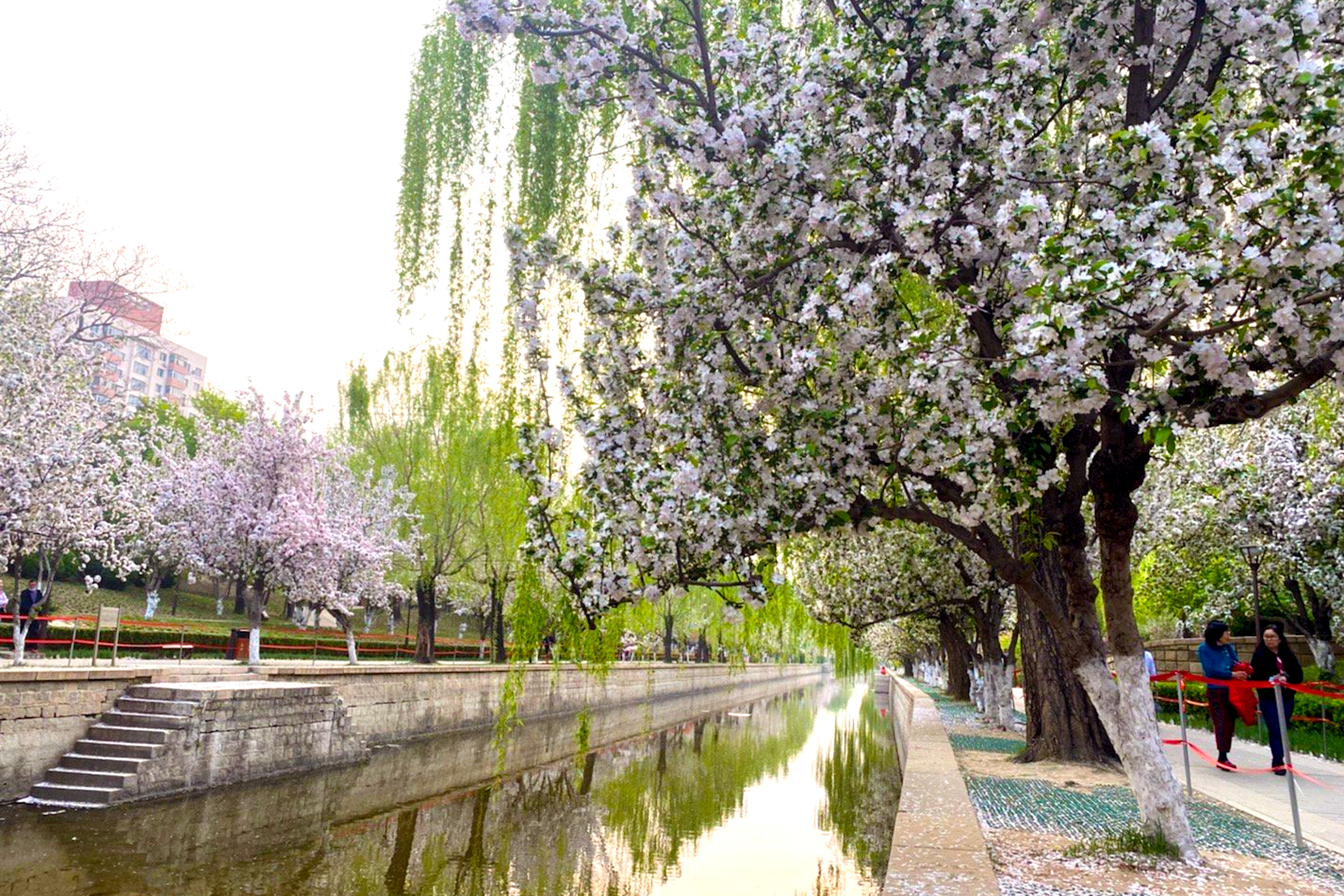 北京8个春游好去处，赏花观景交通便利，重点是都免费