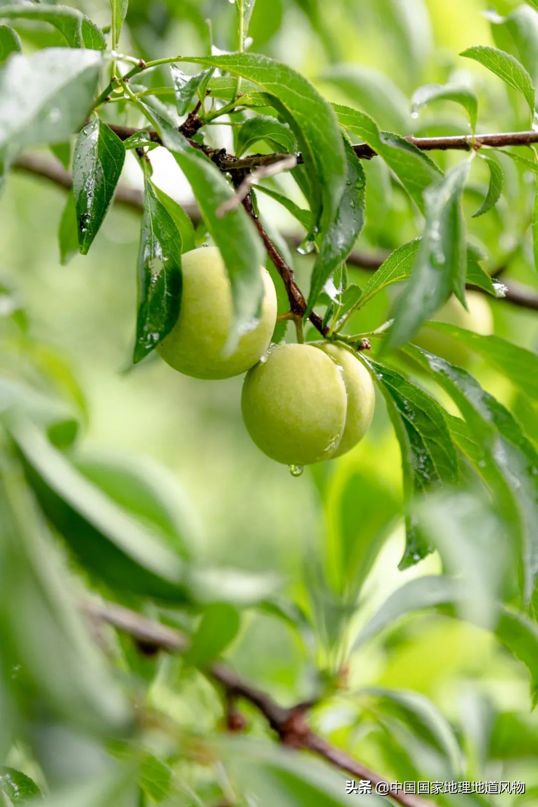 你吃过蜜糖味的李子吗?