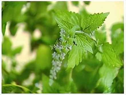 抗癌常用良药——冬凌草，清热解毒、活血止痛，适当配伍疗效好