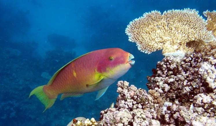 海洋中最美的精灵,各种惊爆眼球的鱼类美图欣赏