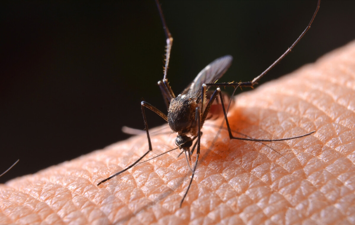 常见昆虫图片蚊子图片