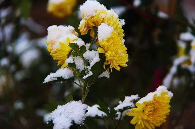 「诗词鉴赏」冬菊忘年友，十首有关冬菊的诗词，看菊花傲霜斗雪