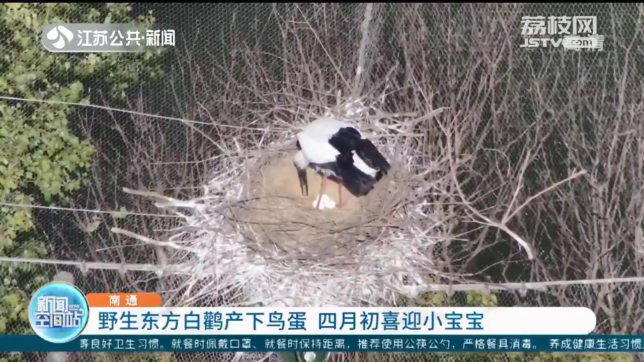 在南通动物园外筑巢的野生东方白鹳产下鸟蛋啦！预计四月初喜迎小宝宝