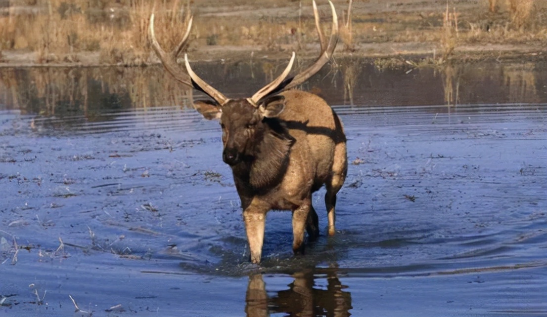 四不像是什么动物 四不像图必中一肖-大连之家