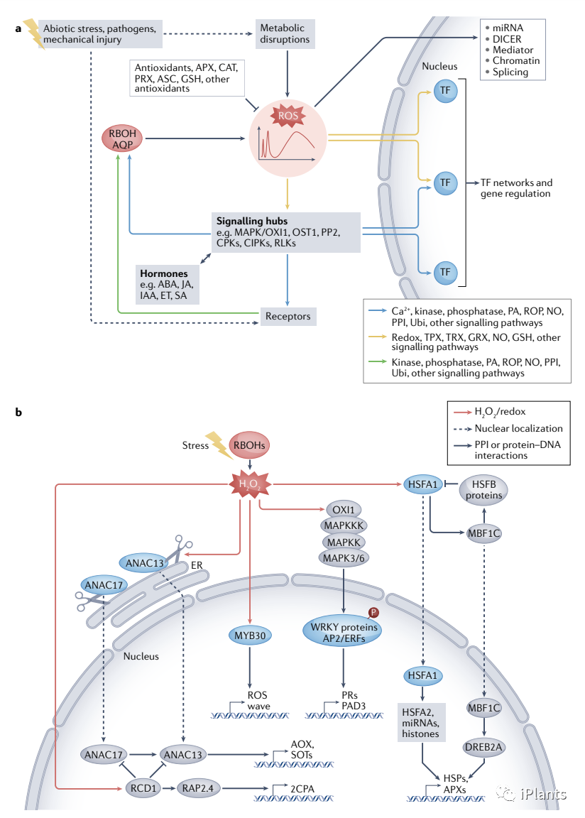 「NatureIF 113.9 」全面综述植物应激反应中 ROS 信号传导的研究进展