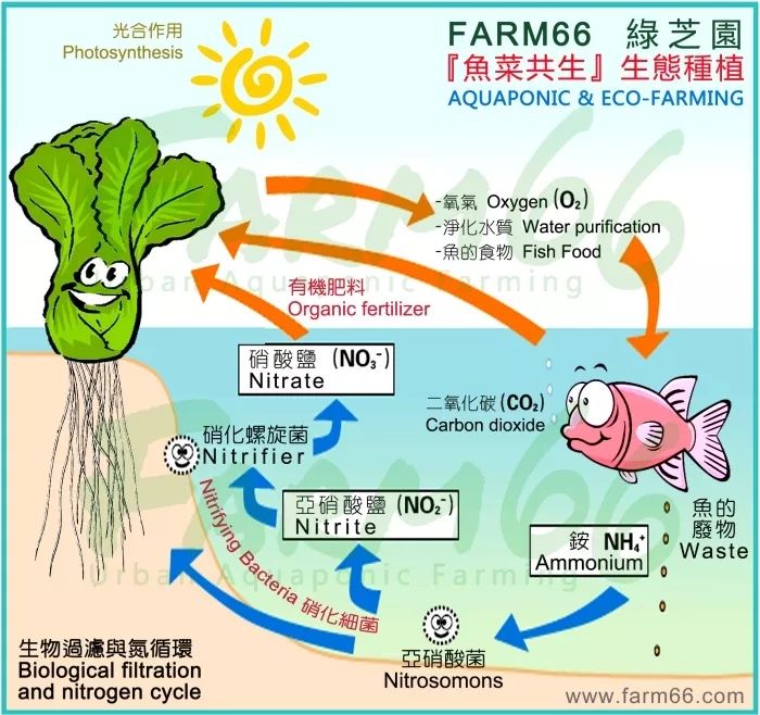 “魚菜共生”漫談