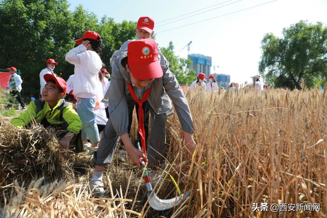 宝鸡市陈仓区西堡小学“收麦”实践活动令(图6)