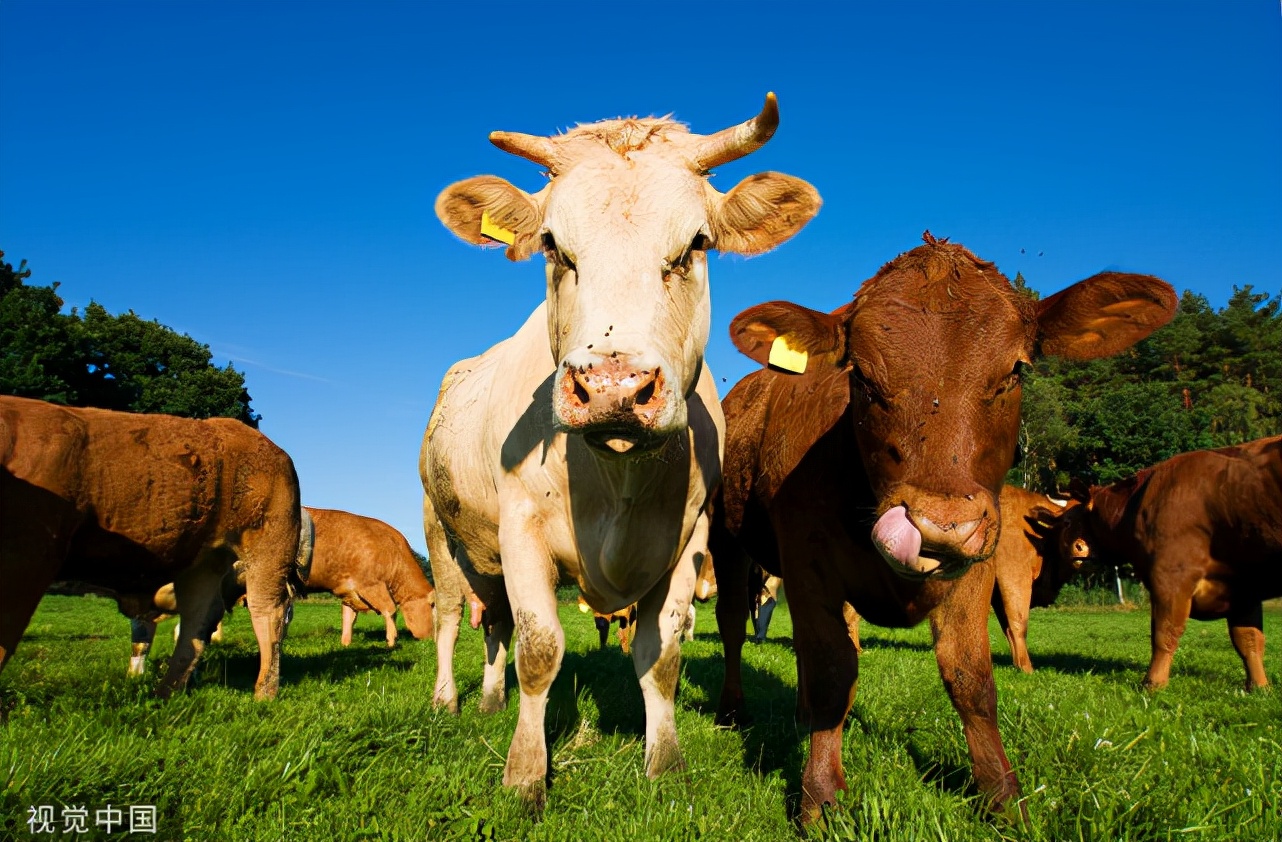 土黄牛养殖方法策略,养牛人怎么样喂牛上膘快,黄牛怎么养最好