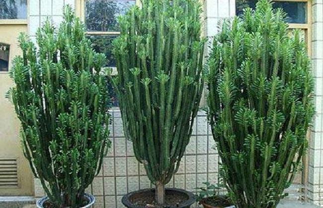 金虎仙人球（这八种植物虽丑但却十分吉利）