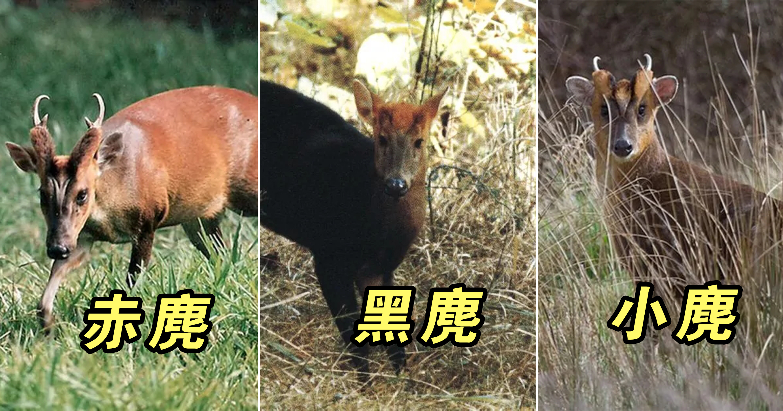 我国神兽入侵日本?长得像鹿,声音像狗,把日本人折磨惨了