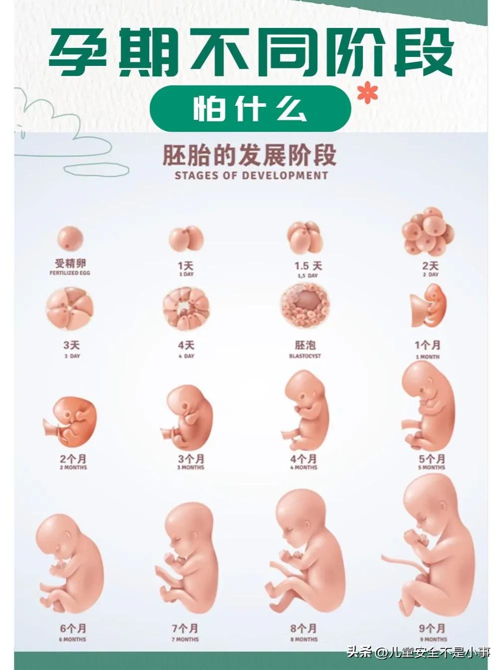 孕期每个月胎儿成长状态及注意事项