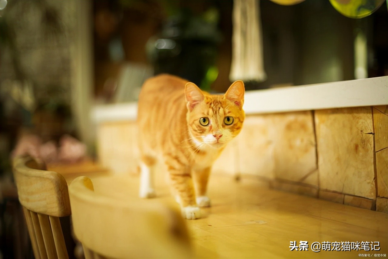 猫吃过的东西人还能吃吗