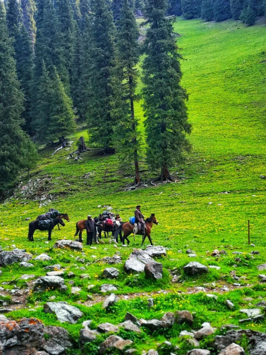 中国十大原始森林排名(中国最有名的原始森林)-第5张图片