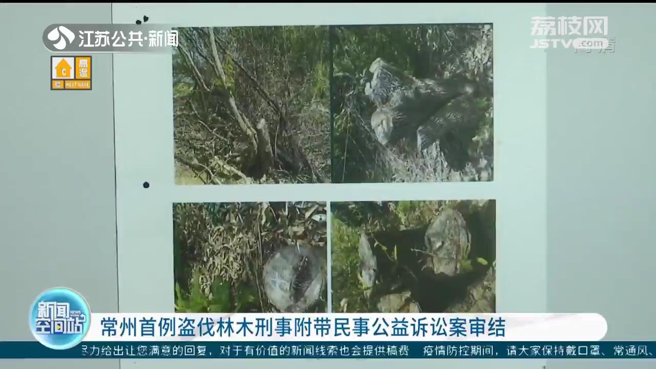 还需劳务代偿！常州首例盗伐林木刑事附带民事公益诉讼案审结