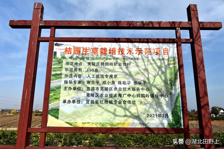 見(jiàn)證一個(gè)柑橘產(chǎn)業(yè)大村——鴉鵲嶺鎮(zhèn)云臺(tái)村回訪小記