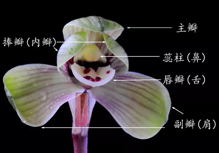 新手怎么鉴别兰花品质的好坏