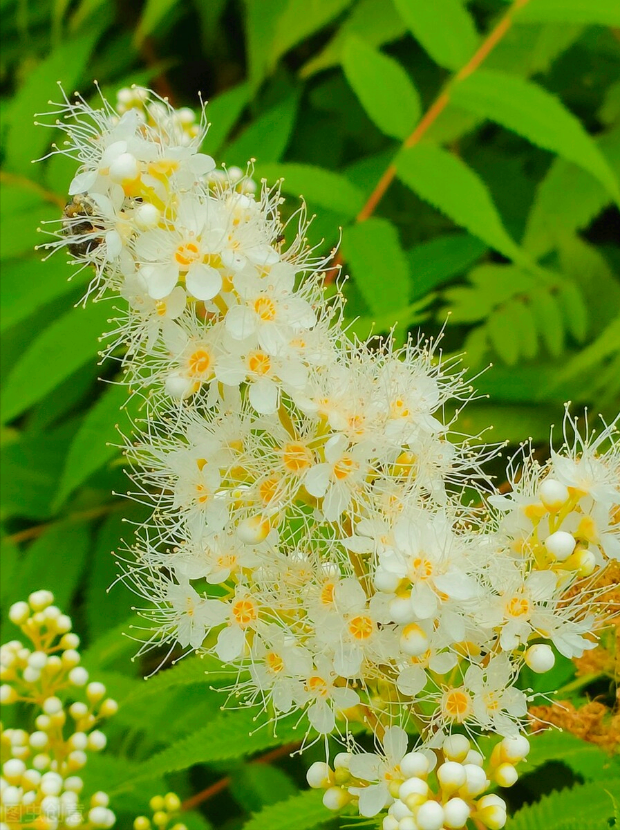 一花一深爱，心中一束花，人生一份爱，相恋一真情，思念永不老