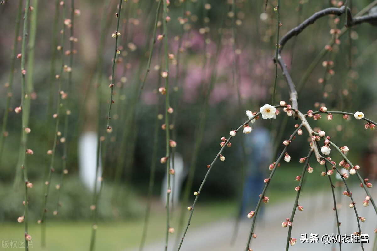 ​唯美春节古诗三首：春还春节美，春日春风过，春情处处多