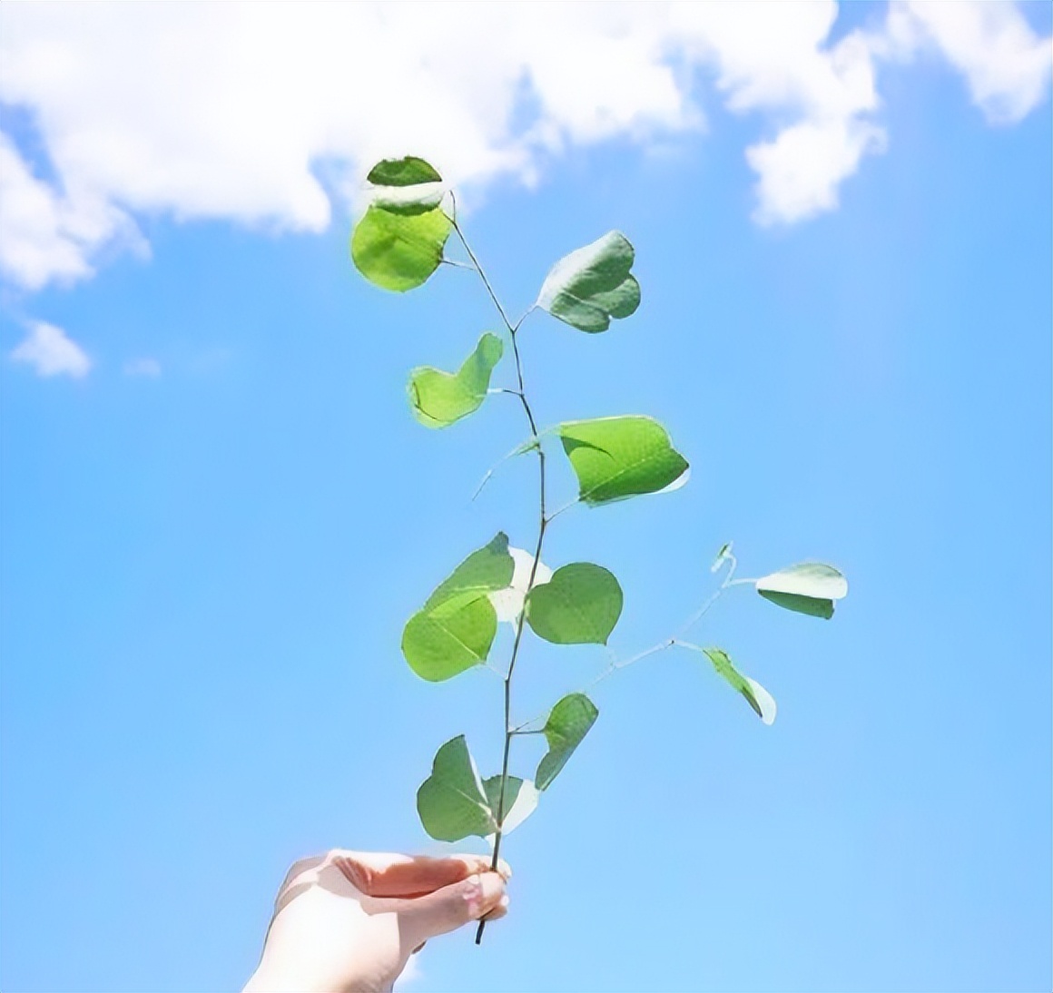 qq名小清新简单唯美,简单唯美小清新句子_爱阅读